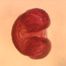 Abies balsamea, single grain. Herb. MIN